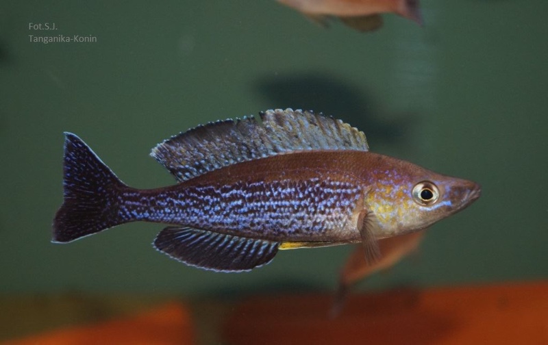 Cyprichromis microlepidotus 'Kiriza'